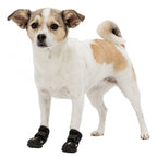 Kleiner Hund mit Pfotenschutzschuhen vor weißem Hintergrund