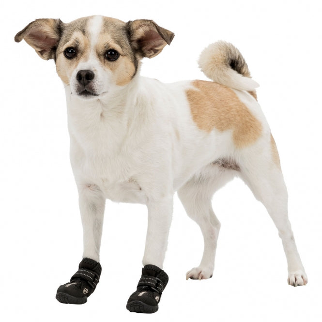 Kleiner Hund mit Pfotenschutzschuhen vor weißem Hintergrund